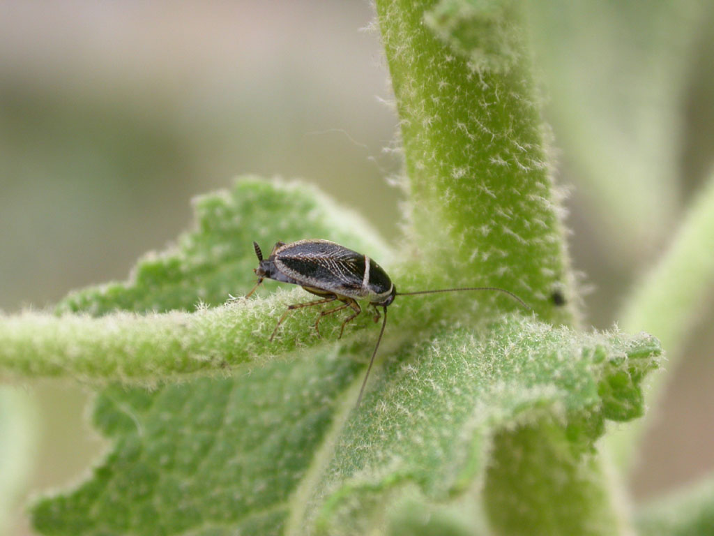 Phyllodromica sardea (maschio)